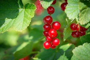 A close up of some red berries on a tree