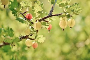 A branch of an apple tree with fruit hanging from it.