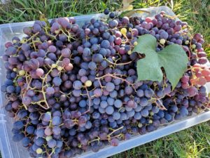 A bunch of grapes that are in a bowl.