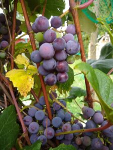 A bunch of grapes hanging from the tree.