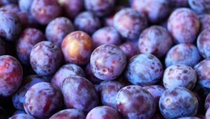 A close up of some plums in the sun