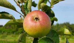 A close up of an apple on the tree